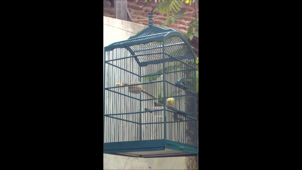  Burung  Kenari  Mandi di Sangkar  YouTube