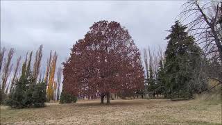 Otoño en Mendoza. Outsider House, Paisaje y Música para relajarse, estudiar, dormir...