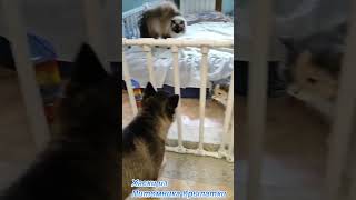 Щенок хаски мальчик знакомиться с кошками в новом доме