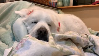 【ルンルンの裏庭】すっかりコタツの主となったルンルン