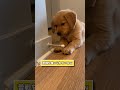 イッヌの動画見てニヤけたら負けwww #2ch #2ch動物スレ #動物 #犬 #猫 #shorts