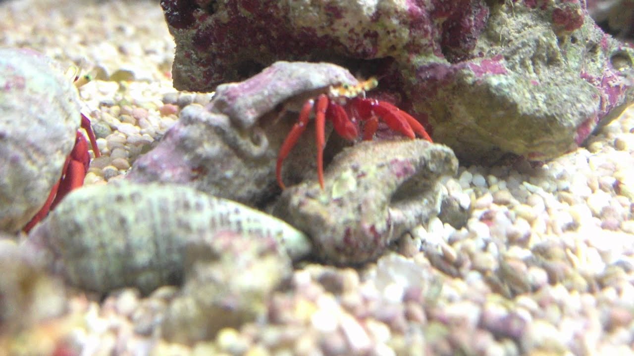 red leg hermit crabs