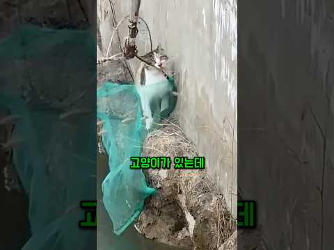 10분간 반복된 추격전, 마지막 뒷다리 하나가 만든 기적 thumbnail