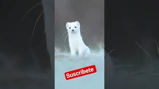 un animal tierno #datoscurisos #animal #datospertubadores #naturaleza