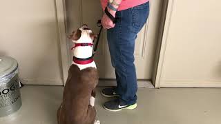 Dexter Roberts Leash Reactivity by Manners Matter Dog Training and Daycare 32 views 4 years ago 3 minutes, 15 seconds