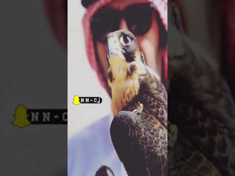 قالت تحب قلت احب اللي حواليه