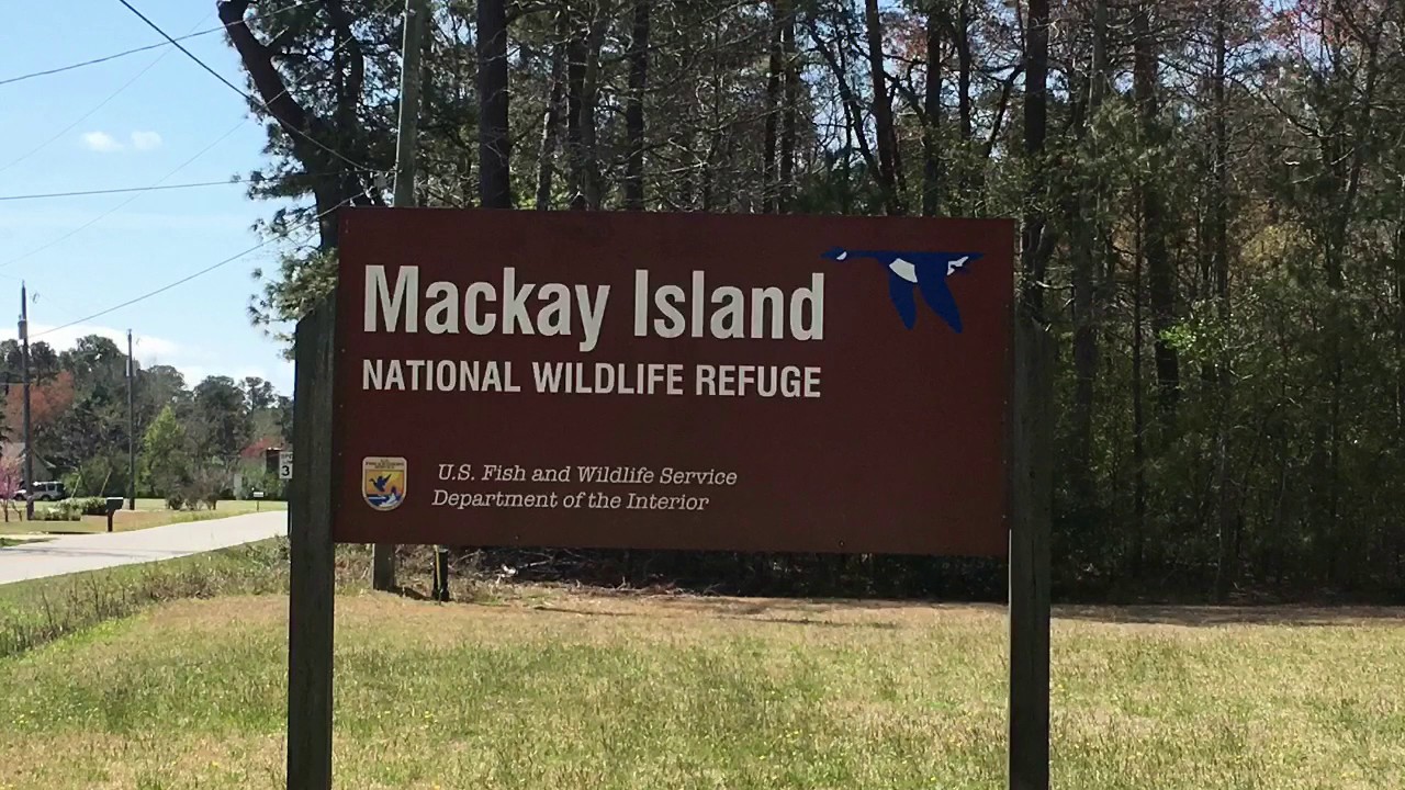 VMI Ducks Unlimited Mackay Island Refuge YouTube