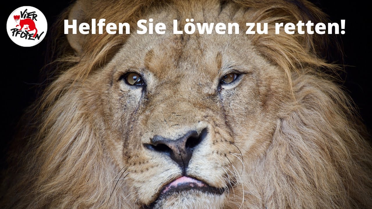 Vier Pfoten Tv Spot 2020 Helfen Sie Uns Lowen Zu Retten Vier Pfoten Www Vier Pfoten De Youtube
