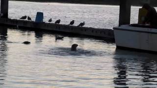 Humboldt Bay Harbor Seal --- Splash