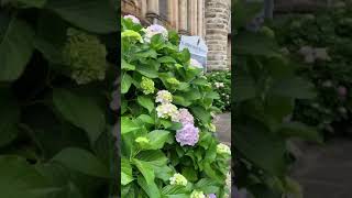 Hydrangeas ~ St Andrew’s Presbyterian Church, Manly, Sydney, Australia