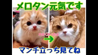 【子猫 マンチカン】マンチ立ちの上手なメロタン。気管虚脱で産まれたけど、健康になりました✊。生きてさえいてくれたら、健康でさえいてくれたら、が願いです🍀。 【子猫 マンチカン】マンチ立ちの上手なメロタン。気管虚脱で産まれたけど、健康になりました✊。生きてさえいてくれたら、健康でさえいてくれたら、が願いです🍀。