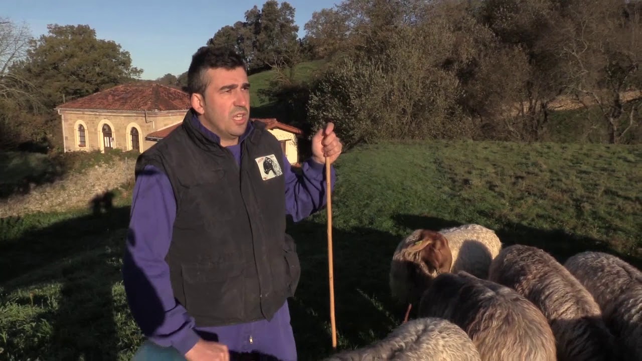 GANADEROS EN SU HABITAT | CARRANZAS EN LLOREDA | 25.12.2020