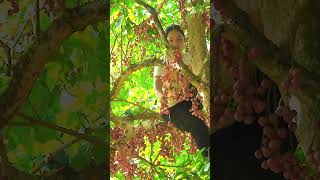 So High Up! Picking Fresh Langsat by Hand 😲 #shorts #harvesting #fruit #langsat