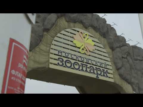 Вышкинский ворон в Московском зоопарке