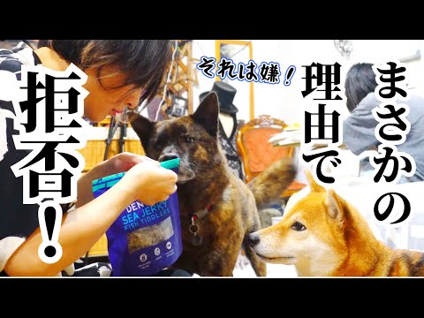 え?そんな理由で!?普段は従順な甲斐犬がオヤツを拒否した理由に驚き!!【柴犬・甲斐犬】#甲斐犬 #柴犬 #vlog