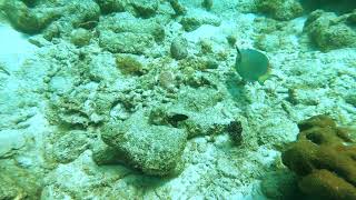 Stoplight Parrotfish