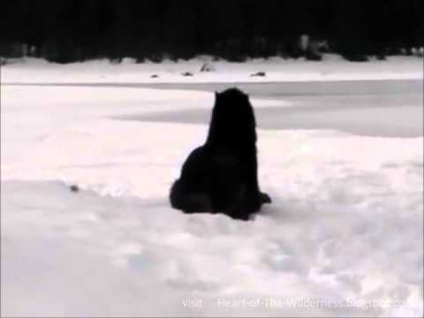 Awesome Wolf Howling Compilation