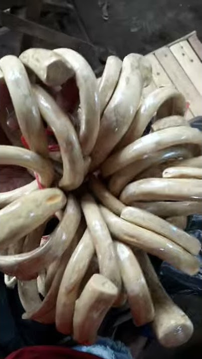 Grosir Gelang Akar Bahar putih