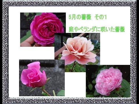5月の薔薇その1（色の変わるディスタントドラムスやアンネの思い出