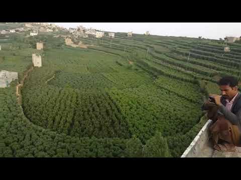 مزارع القات الشامي حجه اليمن