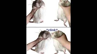 SHİTPOST COMPILATION 61