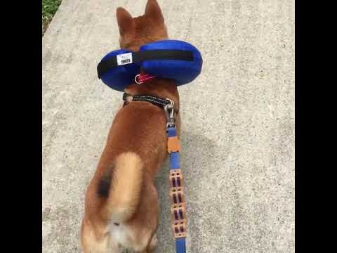 dog cloud collar