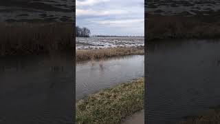 Not planting Sugar Beets in this field for a while! #michigan #flood #farming