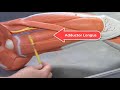 Human Leg Muscle Anatomy Quiz