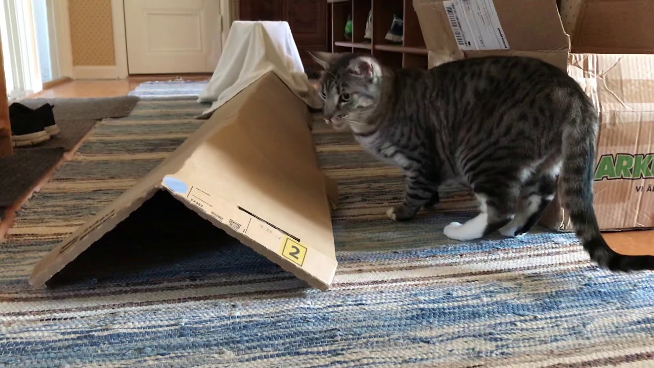 Cats cardboard tunnel YouTube
