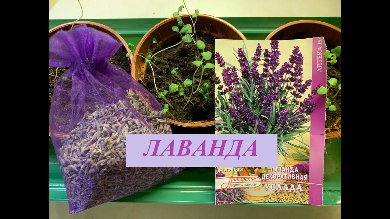 Сбор семян лаванды