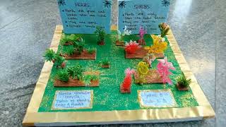 Science Exhumation Project Types Of Plants Herbs And Shrubs