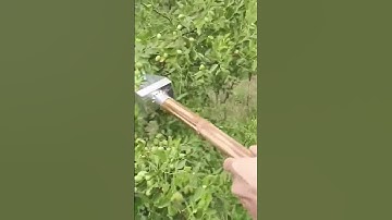 Fruit-picking process with the portable tool