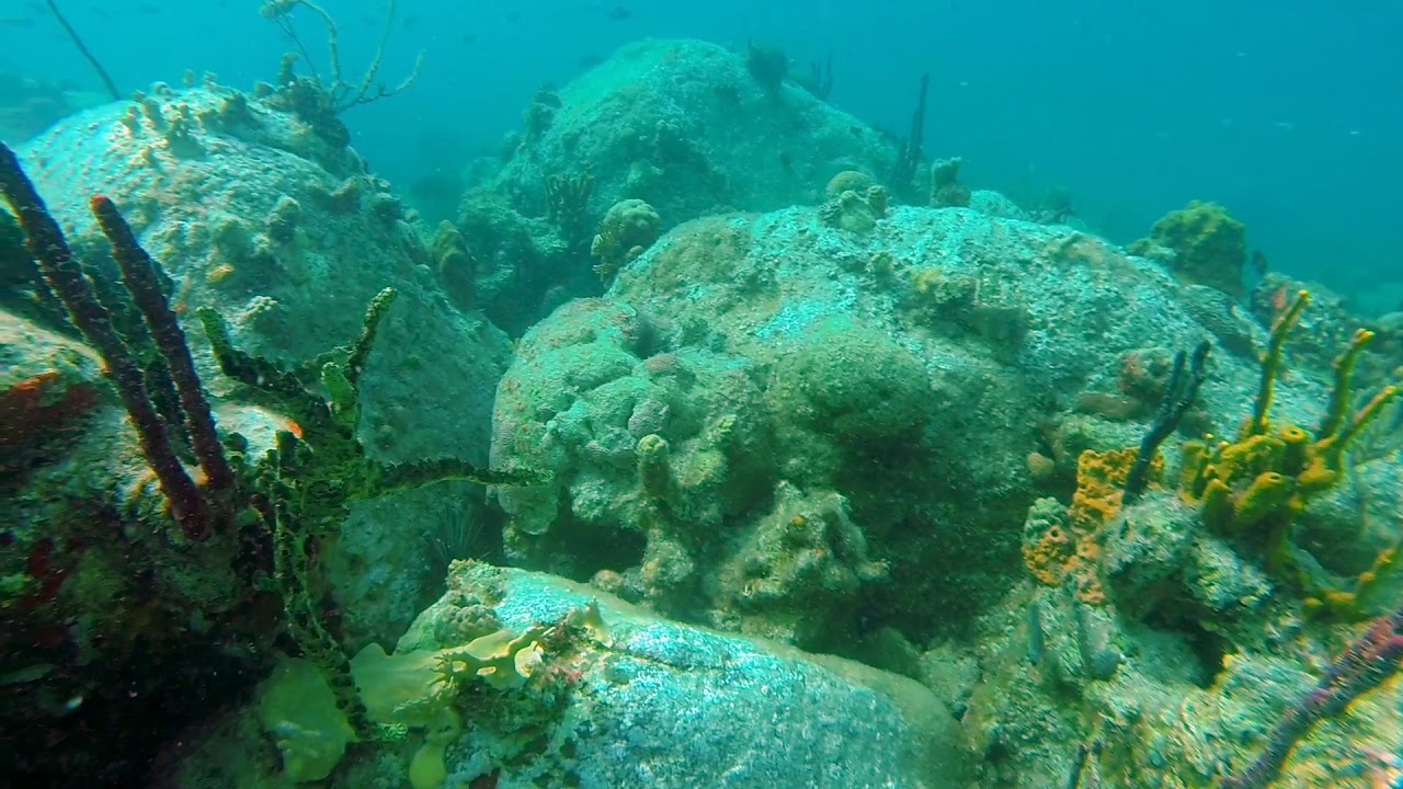 Snorkel St. Kitts, Basseterre, St. Kitts - YouTube