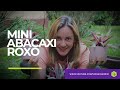 Como PLANTAR e CUIDAR do MINI ABACAXI ROXO