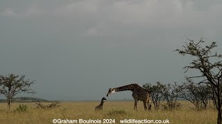 One hour old giraffe calf and its mother