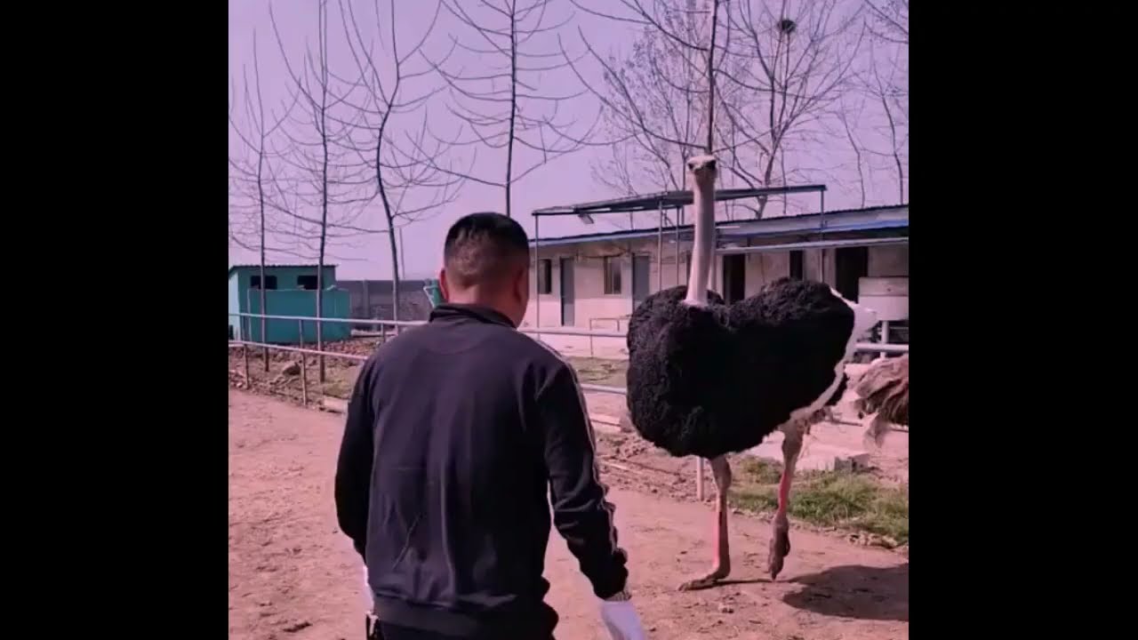 The Most Amazing Birds In The World!