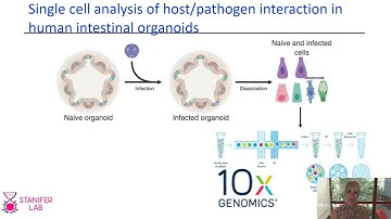 Dissecting Host Pathogen Interactions in the Gastrointestinal Epithelium