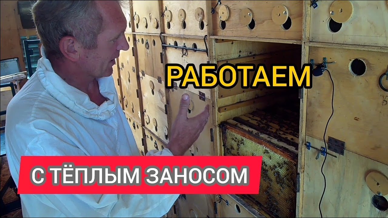 Размещение гнезда пчёл при теплом заносе. - YouTube