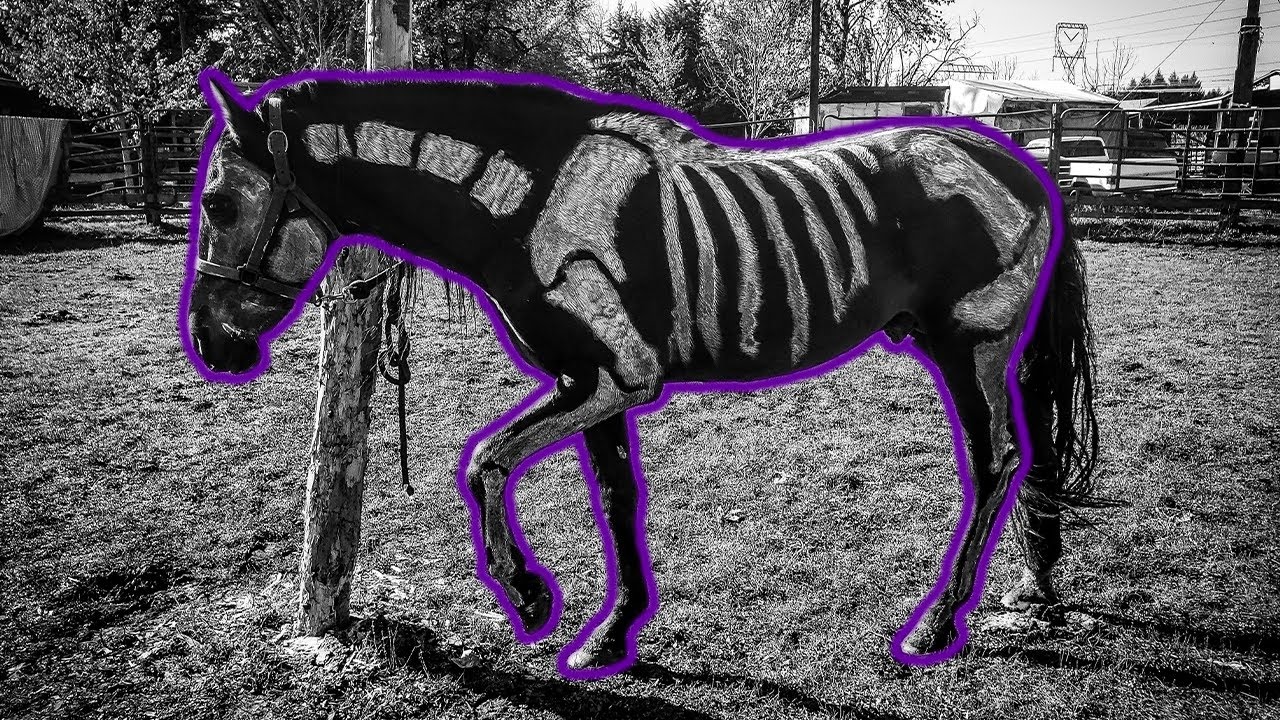 PINTAMOS MI CABALLO DE ESQUELETO!!!