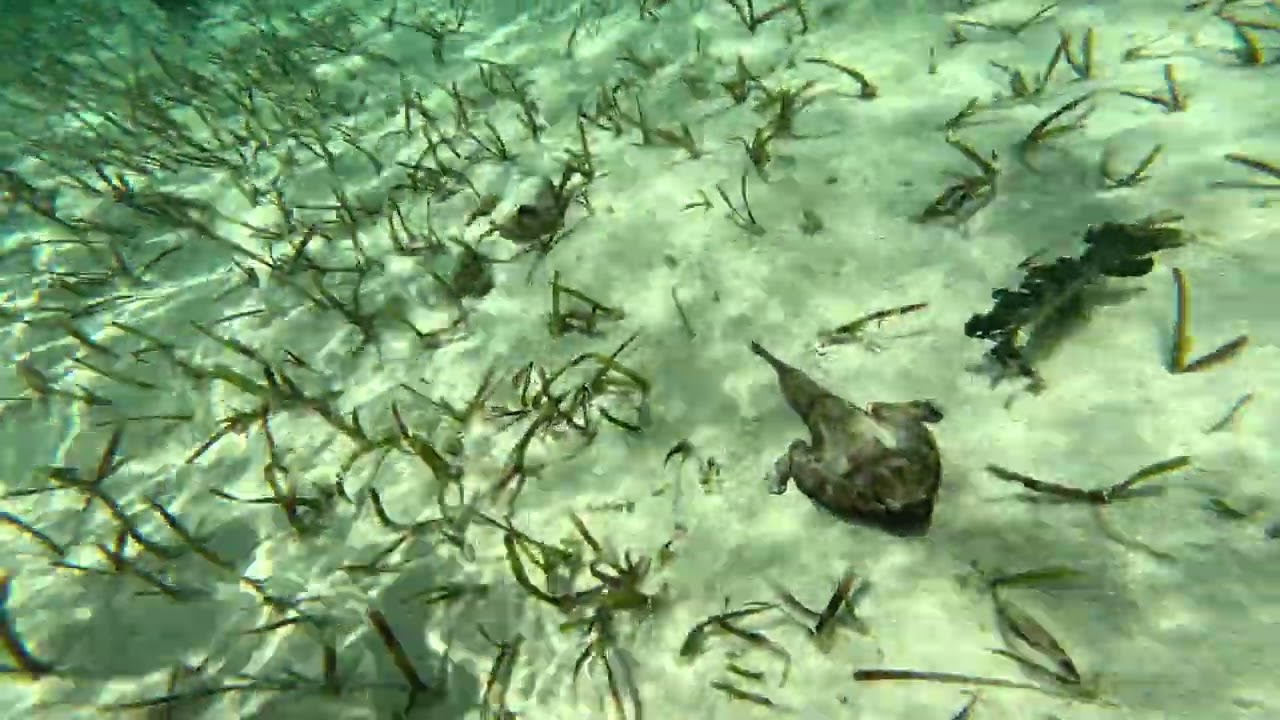 Stone Fish (?) Smith's Reef
