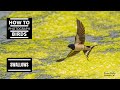 How to Photograph Birds Swallows