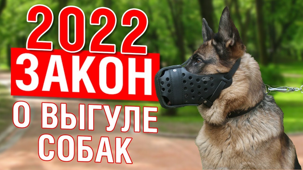 Закон о выгуле собак в 2022 году.