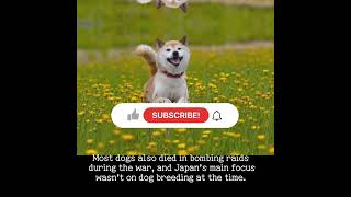 Shiba Inu Facts | Animal Facts