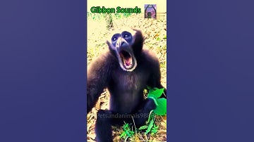 Gibbon Sounds #gibbon #animal #pets #shortvideo #viralvideo #shorts
