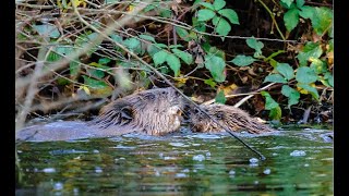 Bringing Beavers Back - a 3 month update