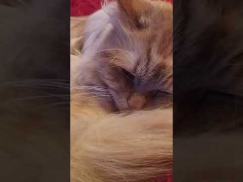 Видео: Как да се грижим за британска котка?