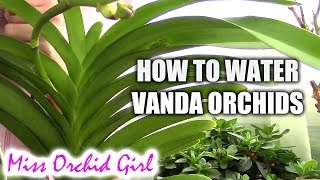 How to water Vanda orchids - tips for a healthy orchid
