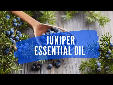 Video 43/365: Juniper Essential Oil, dari buah beri