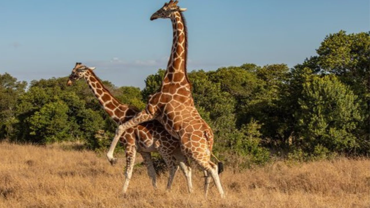The Love Life of Giraffes A Deep Dive Giraffe reproduction and mating