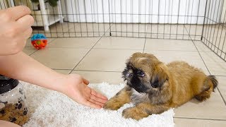 How To Train Puppy 'sit' and 'up'| 1st training session